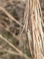 Conocephalus gracillimus