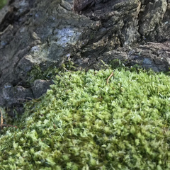 Forsstroemia trichomitria