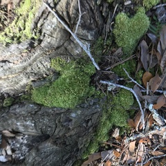 Forsstroemia trichomitria