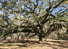 Forsstroemia trichomitria