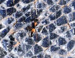Opisthopsis picta