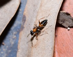 Opisthopsis picta