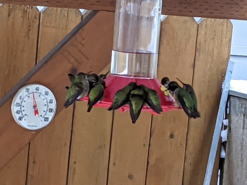 Anna's Hummingbird photographed in Oregon