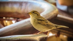 Passer domesticus