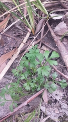Xanthosia