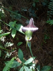 Arisaema filiforme