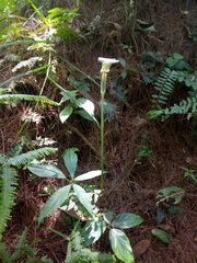 Arisaema filiforme