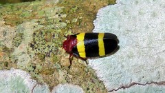 Sphenorhina