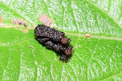 Octotoma scabripennis