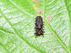 Octotoma scabripennis