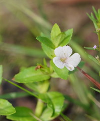 Gratiola peruviana