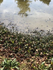Hydrocotyle ranunculoides