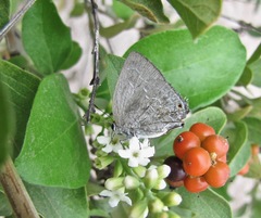 Strephonota tephraeus