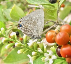 Strephonota tephraeus