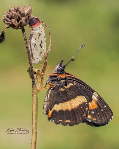 Bordered Patch, Cozumel, MX-QR, MX, photo 10 of 10