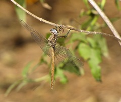 Macrothemis inacuta
