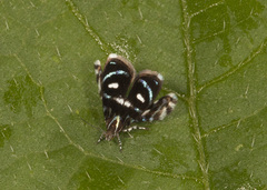 Brenthia hexaselena