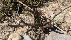 Dudleya multicaulis