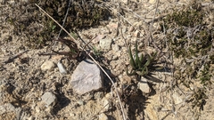 Dudleya multicaulis