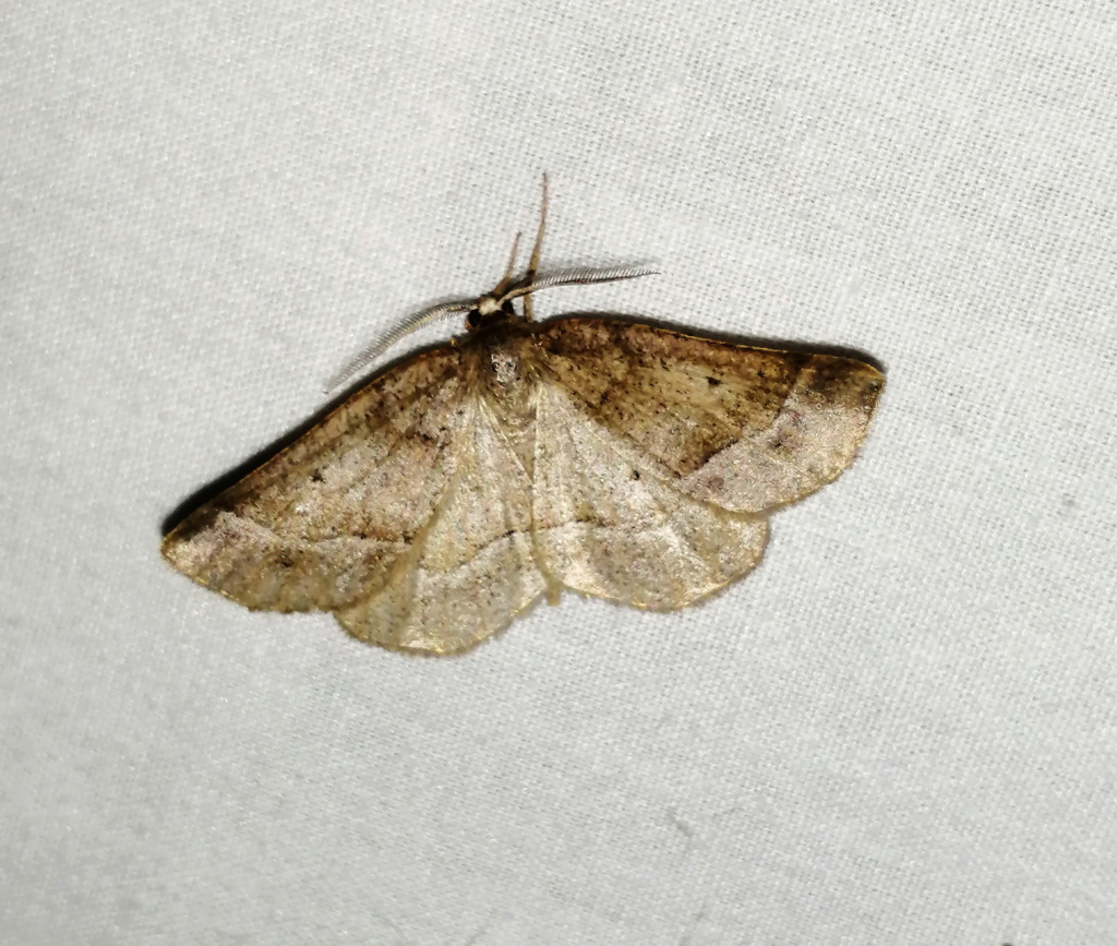 Warner's Metarranthis