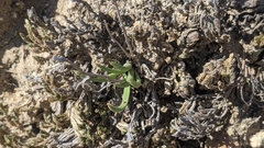 Dudleya multicaulis