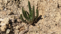 Dudleya multicaulis