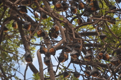 Pteropus lylei