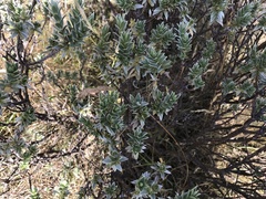 Pimelea aridula