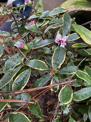 Daphne odora