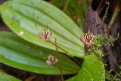 Scoliopus hallii