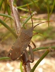 Amorbini
