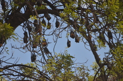 Pteropus lylei