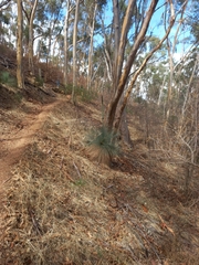 Xanthorrhoea quadrangulata