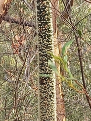 Xanthorrhoea quadrangulata