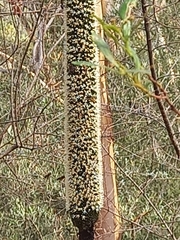 Xanthorrhoea quadrangulata