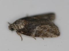 Garella