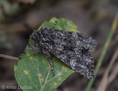 Platypolia contadina