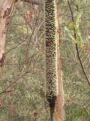 Xanthorrhoea quadrangulata