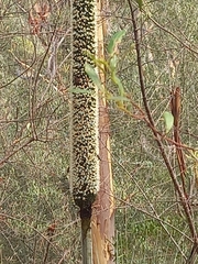 Xanthorrhoea quadrangulata