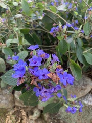 Eranthemum