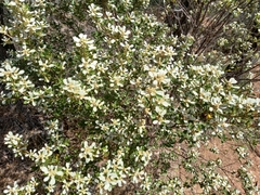 Spyridium spathulatum