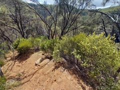 Spyridium spathulatum