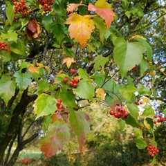 Crataegus