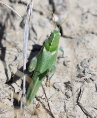 Ecphantus quadrilobus