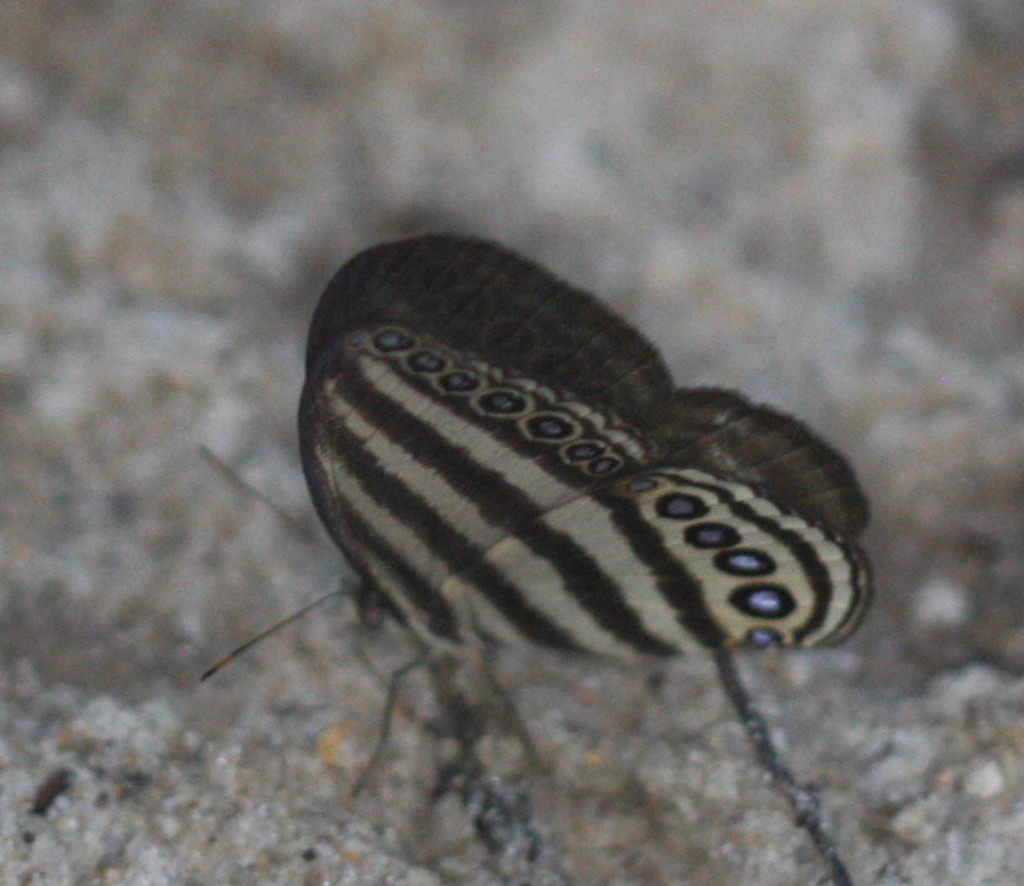 Ragadia makuta