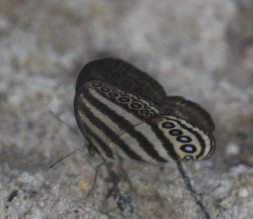 Ragadia makuta