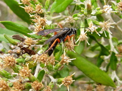 Episyron conterminus