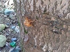Graptopsaltria nigrofuscata