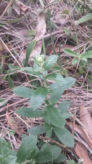 Olearia myrsinoides