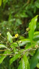 Argophyllum nullumense